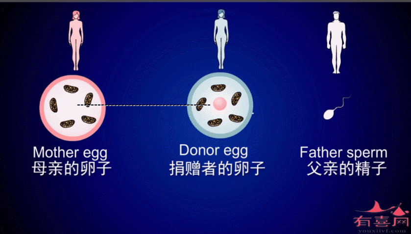 供卵试管婴儿成功率大概有多少?-供卵试管婴儿成功率调查及分析